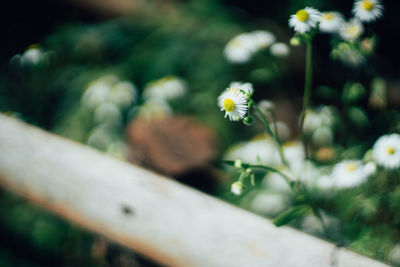 Close-up of white flowering plant