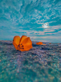 Close-up of orange flower on sea shore against sky