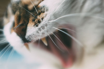 Close-up of cat