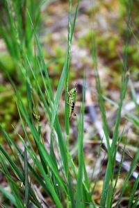 Close-up of insect on plant