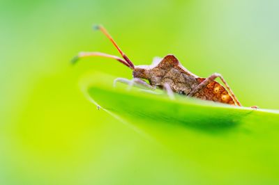 Close-up of insect