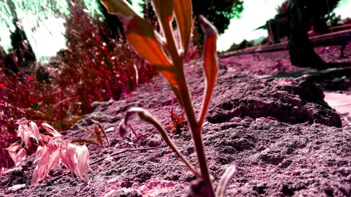 Close-up of plant growing on field