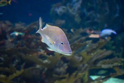 Fish swimming in sea