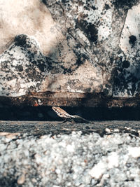 Close-up of lizard on rock