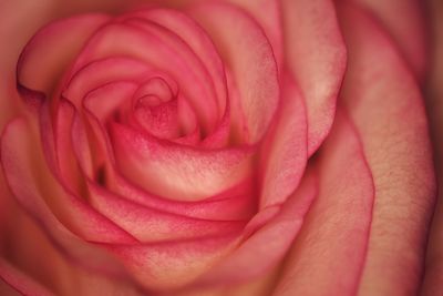 Close-up of pink rose