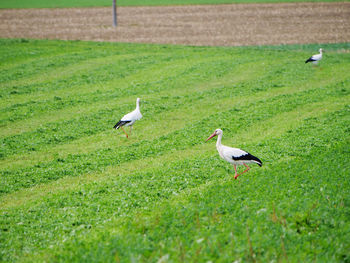 High angle view of storks on field