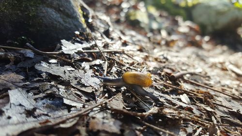 Close-up of mushroom in forest