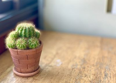 Close-up of succulent plant on table