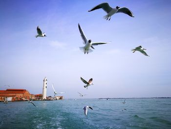 Seagulls flying over sea