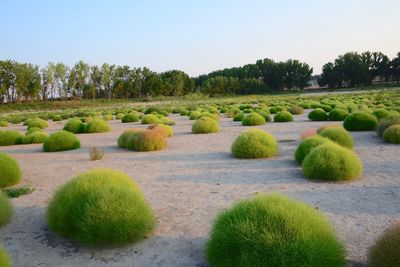 Plants growing on a tree