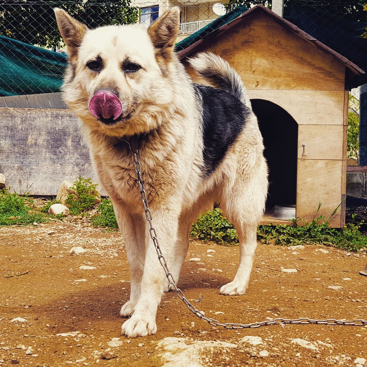 PORTRAIT OF A DOG