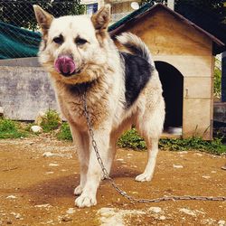 Portrait of dog standing against wall