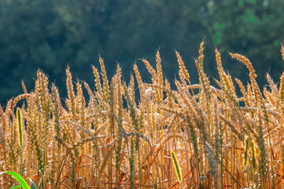 Close-up of reed growing on field against sky