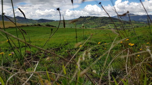 Scenic view of field against sky