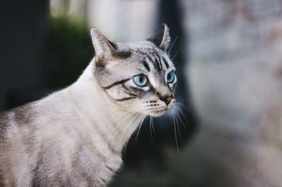 Close-up portrait of cat