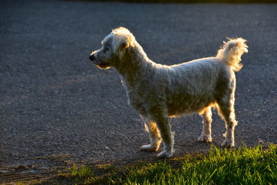 Side view of a dog looking away