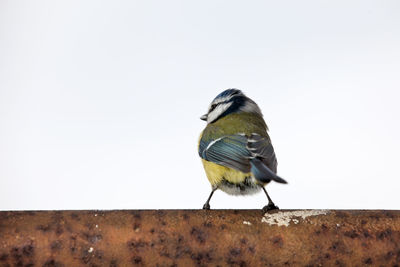 Rear view of great tit perching on rusty metal against clear white sky