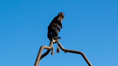Low angle view of bird perching against clear blue sky