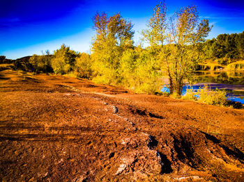 Scenic view of forest