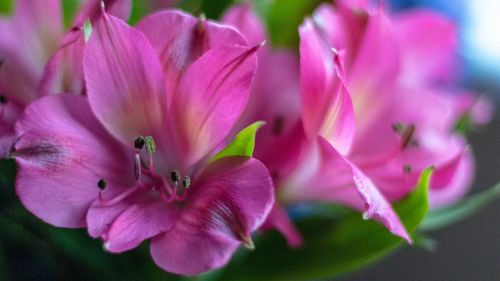 Close-up of pink flowering plant