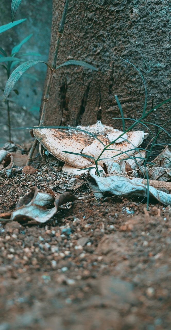 HIGH ANGLE VIEW OF CRAB ON LAND