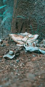 Close-up of lizard on land