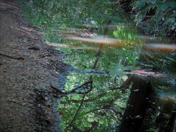 Reflection of trees on lake in forest