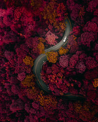 Aerial view of winding road amidst trees in forest