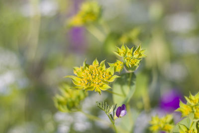 Macro of the flowers and plants