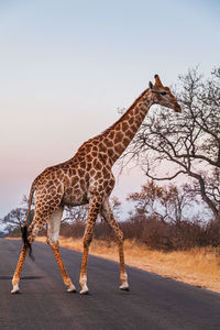 Giraffe standing on field against clear sky