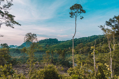 Trees on landscape against sky