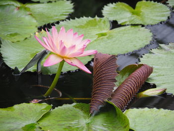 Close-up of lotus water lily in pond