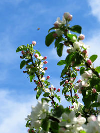 Low angle view of flowering plants on tree against sky