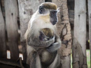 Monkeys sitting on tree