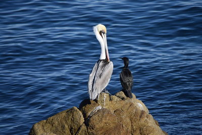 Bird perching on rock by lake