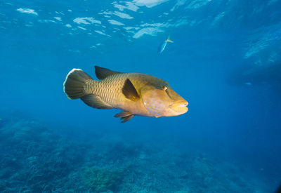 Close-up of fish swimming in sea