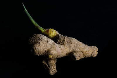 Close-up of dead plant against black background