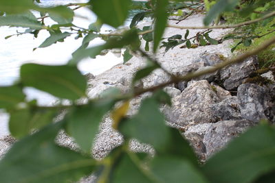 Close-up of fresh plant