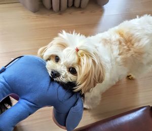 High angle view of dog on floor at home