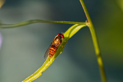 Close-up of ladybug on twig