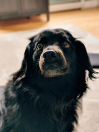 Portrait of black dog