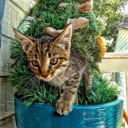 Portrait of cat in potted plant