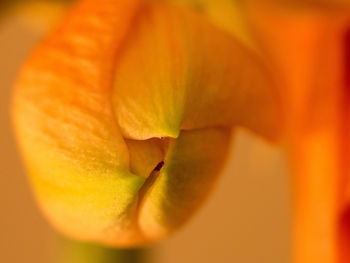 Full frame shot of orange surface