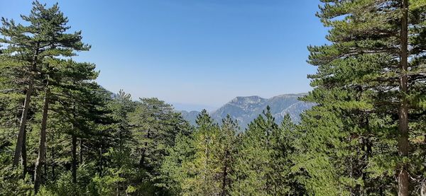 Scenic view of pine trees against sky