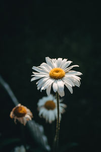 Close-up of white daisy against black background