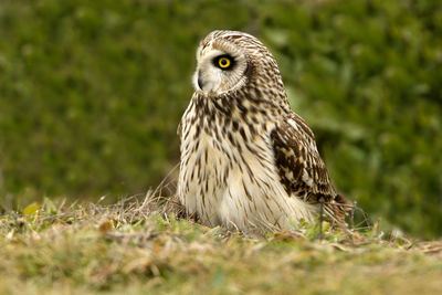 Close-up portrait of owl on field