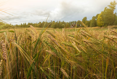 Scenic view of wheat field against sky