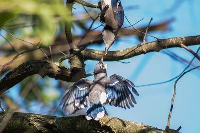 Low angle view of bird flying against tree