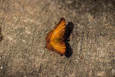 High angle view of butterfly on leaf