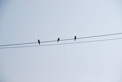 Low angle view of birds perching on cable against sky